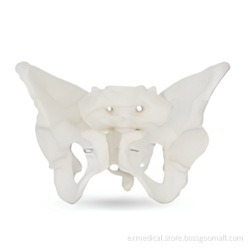 Adult Female Pelvic Structure Model